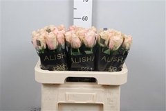 R Gr Lady Cava+ 60cm