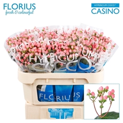 Hyp Coco Casino 70cm