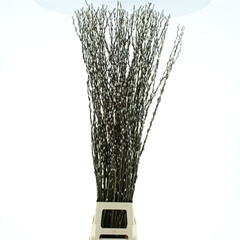 Salix Ca Snow Flake 150cm