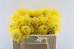 Leuco Ayoba Yellow 30cm