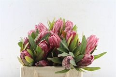 Protea Lancelot 30cm