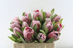 Protea Pink Ice 30cm