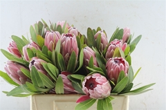 Protea Pink Ice 30cm