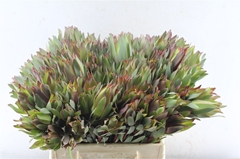 Leucad Other 40cm