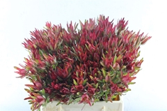 Leucad Sal Blush 40cm