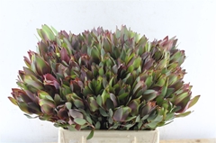Leucad Senorita 40cm