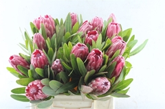 Protea Lancelot 40cm