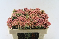 Brunia Laevis 50cm