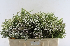 Brun Nodiflora 50cm