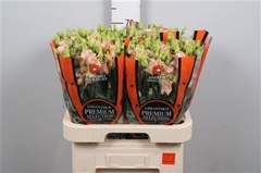Eust E Falda Apricot 70cm