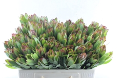 Leucad Safari Goldst 50cm