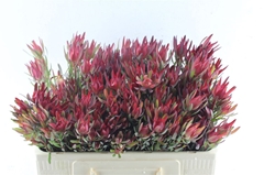 Leucad Sal Blush 50cm