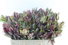 Leucad Senorita 50cm