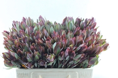Leucad Senorita 50cm