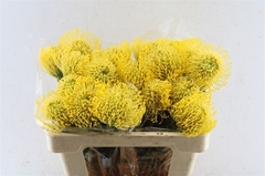 Leuco Nut High Gold 50cm