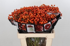 Rozenbottel Sunset Hiphop 60cm!