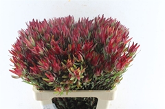 Leucad Sal Blush 60cm