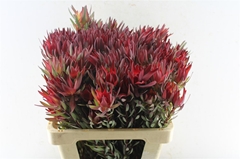 Leucad Sal Blush 60cm