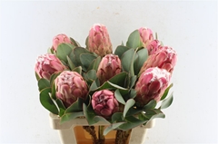 Protea Grandiceps 60cm