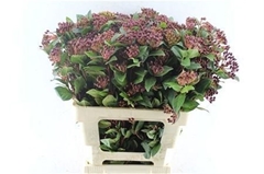 Vibur Ti Red Spirit 60cm