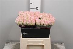 R Gr Aval Sorbet 40cm