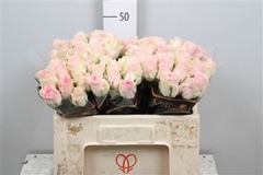 R Gr Duchesse 50cm