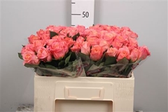 R Gr Miss Piggy+ 50cm