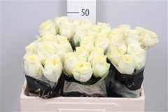 R Gr Buttercup 50cm
