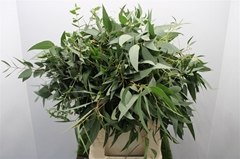 Eucalyptus Mix