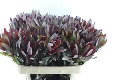 Leucad Safari Sunset 70cm