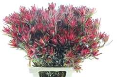 Leucad Sal Blush 70cm
