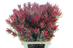 Leucad Sal Blush 70cm