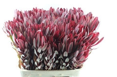 Leucad Jester 80cm