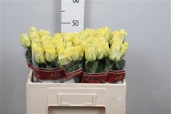 R Gr Minion Rose 50cm
