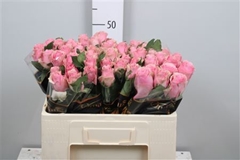 R Gr Celeb 50cm