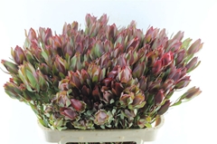 Leucad Senorita 80cm