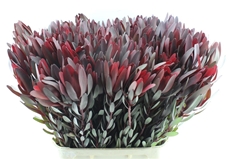Leucad Safari Sunset 90cm
