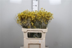 Anigoz Bush Down 80cm