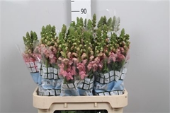Antir Potomac Pink 80cm