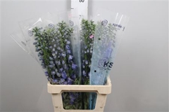 Delph El Guard Blue 70cm 34