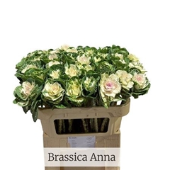 Brass Empire Anna 70cm