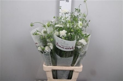 Scab Atropurpurea 65cm