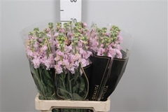 Matth Iron Cherry Bl 70cm 23