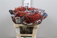 Rosa Aut Rosefruits 60cm
