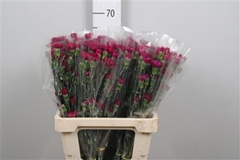 Di Tr Purple Spectro 65cm 24