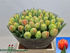 Tu Du Icoon 44 Gr