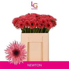 Ge Ms Punki Newton