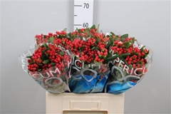 Hyp Coco Diablo 60cm
