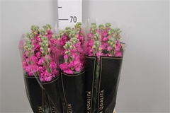 Matth Iron Rose Pink 70cm 23