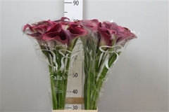 Zant Capt Promise 80cm